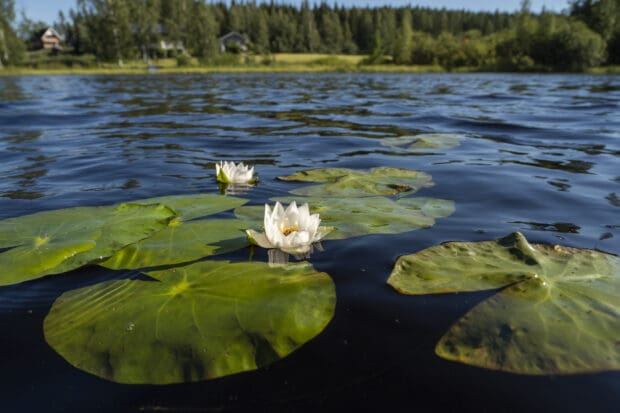 Nuottajärvi lumpeenkukka