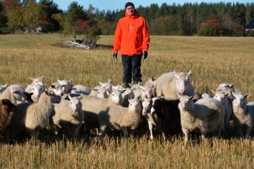 Paimen Jarmo Latvanen iloitsee, että lampureiden työ kantaa hedelmää. Lampaanliha tekee niin hyvin kauppansa, että Tolvilan kartanon lammastilalla on tietyistä ruhon osista jonotuslista. (Kuva: Tolvilan kartanon lammastila)