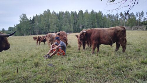 Näin levollisesti voi pitkäsarvisten ylämaankarjan lehmien keskellä tuttu ihminen istahtaa, näyttää Miikka Valkeejoki. Kuva: Kiia Koivunen.