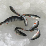 Kolmen Oriveden järven kaloista tutkitaan elohopeapitoisuuksia – erityisesti happamoituneissa järvissä elohopeapitoisuudet saattavat yllättää