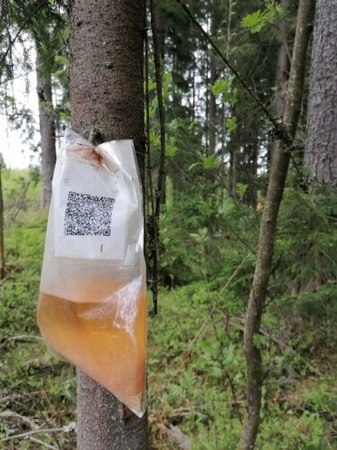 Reitiltä löytyi pussi, jossa oli puun mahlaa valutettuna. QR-koodin takaa löytyi tehtävä, jossa piti keksiä metsään liittyvä runo. Kuva: Markus Puolakanaho.