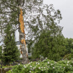Ukkonen mellasti Orivedelläkin – salama iski hautausmaalla koivuun