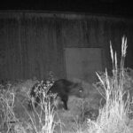 Taas uusi karhuhavainto – Luonnonsuojeluliitossa ei uskota karhumäärän äkilliseen pompsahtamiseen