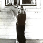 Muistoissamme: Kerttu Alanen-Erikko (1939-2022) perusti Orivedelle koirien loma- ja koulutuskodin jo 1960-luvulla