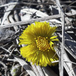 Kevätseuranta: Leskenlehti kukkii jo Orivedellä