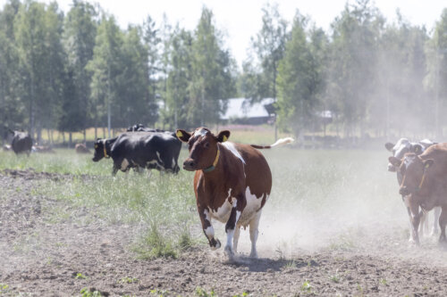 Pirkan Kylät ry:n parhaillaan pyörivään ilmastohankkeeseen kuuluu kaksi uutta pro gradu -tutkielmaa, jotka on tehty Tampereen yliopistossa. Molemmat tutkimukset osoittavat, että Pirkanmaan maaseutujen asukkaat kokevat koko ilmastonmuutoskeskustelun epäreiluna. Maatalous on ensimmäisiä toimialoja, jotka kokevat ilmastonmuutoksen sekä luonnon monimuotoisuuden köyhtymisen voiman. (Kuva: Rami Marjamäki)  