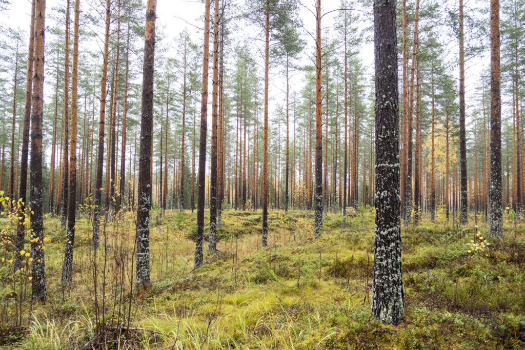 metsätilan sukupolvenvaihdos Orivesi