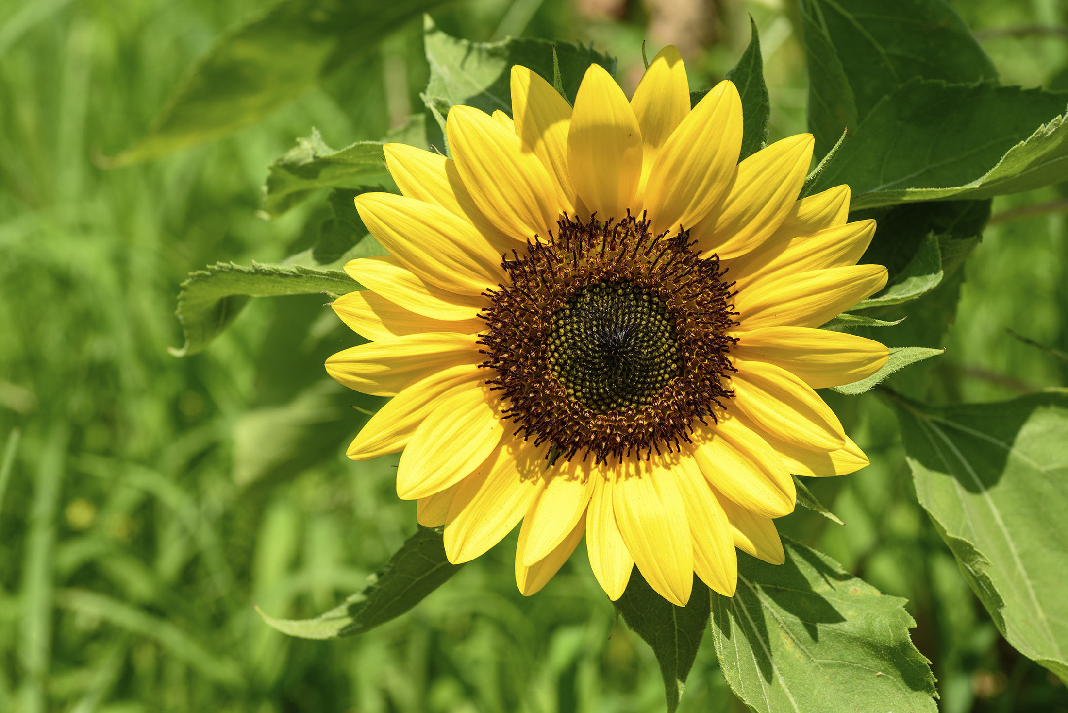 Auringonkukka on pihan piristys – Näin saat sen kukoistamaan kotipuutarhassa