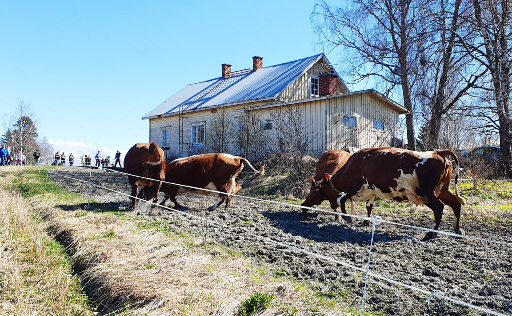 Maatilapäivä, lehmien kevätkirmaus