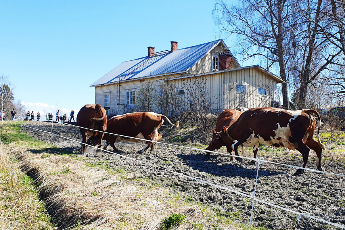 Maatilapäivä, lehmien kevätkirmaus